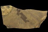 Fern (Neuropteris) Fossil - Kinney Quarry, NM #80437-1